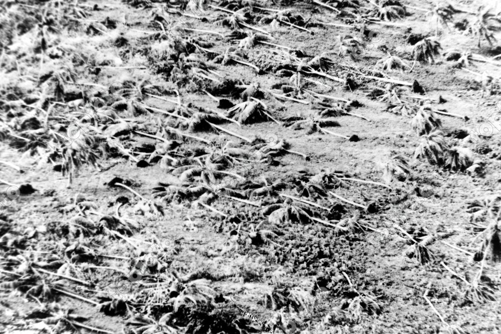 Hurricane Flattened Palm Trees In Tobago October Topfoto