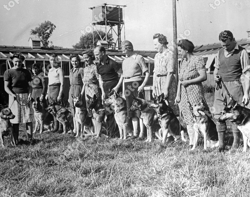 a-dog-is-called-up-for-war-service-a-number-of-dogs-have-been-lent-to