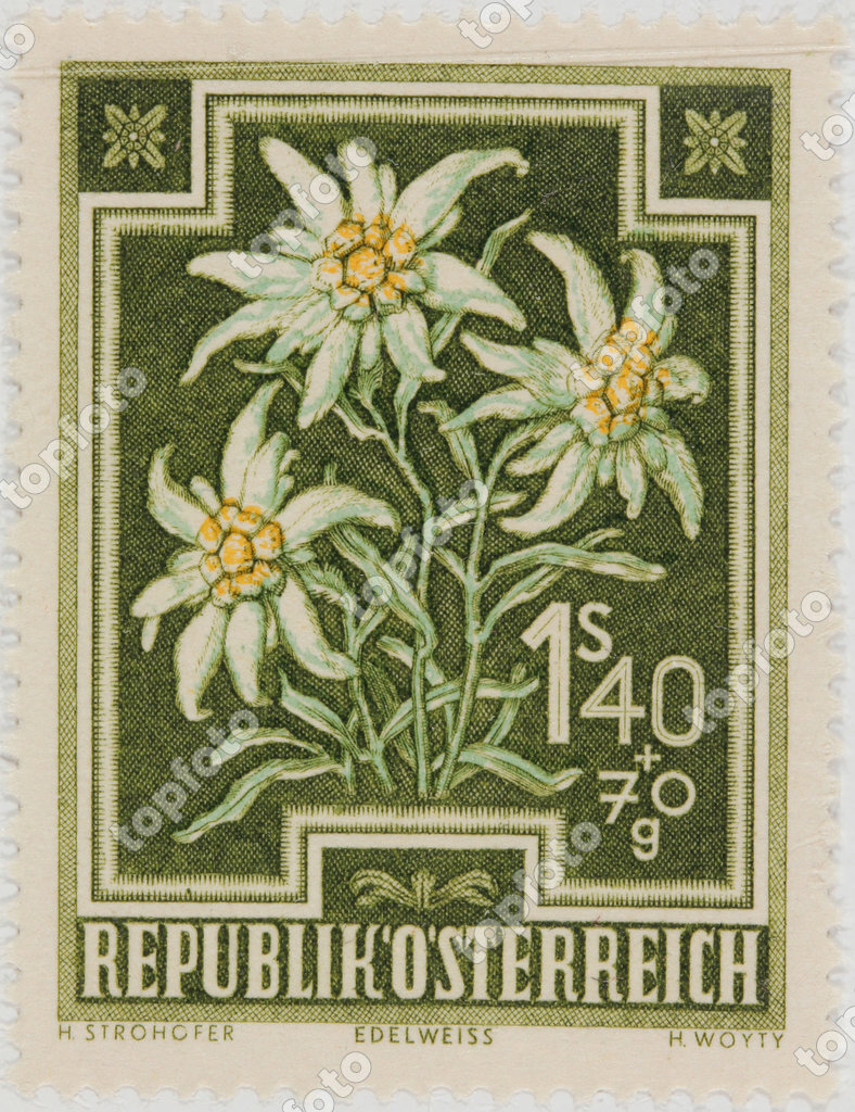 Edelweiss. Postage stamp of the Austrian Post by H. Strohofer H