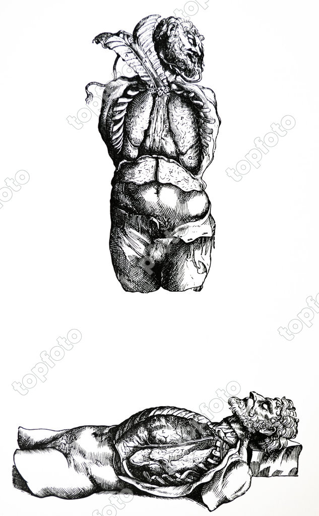 Icones anatomicae De humani corporis fabrica; Epitome | ANDREAS VESALIUS