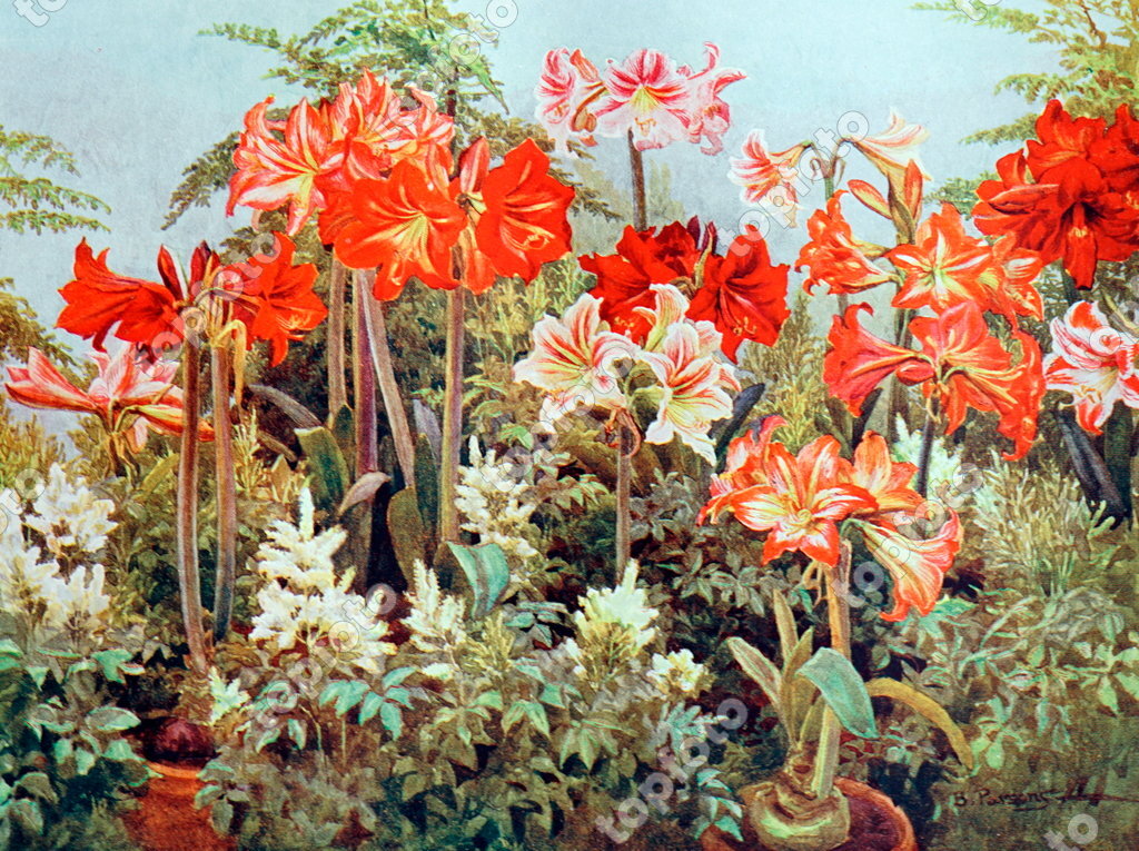 Amaryllis Illustration by Beatrice Emma Parsons 1870 1955