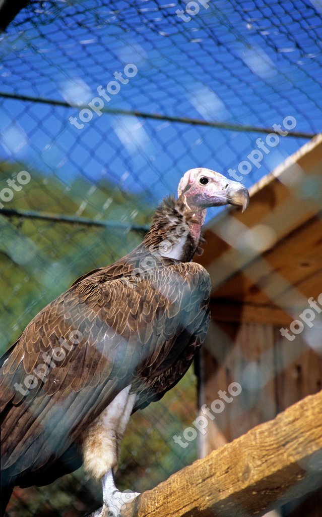 kinakål prins labyrint Griffon Vultures in a cage at the Caput Insulae Eco Centre *** Local  Caption *** - TopFoto