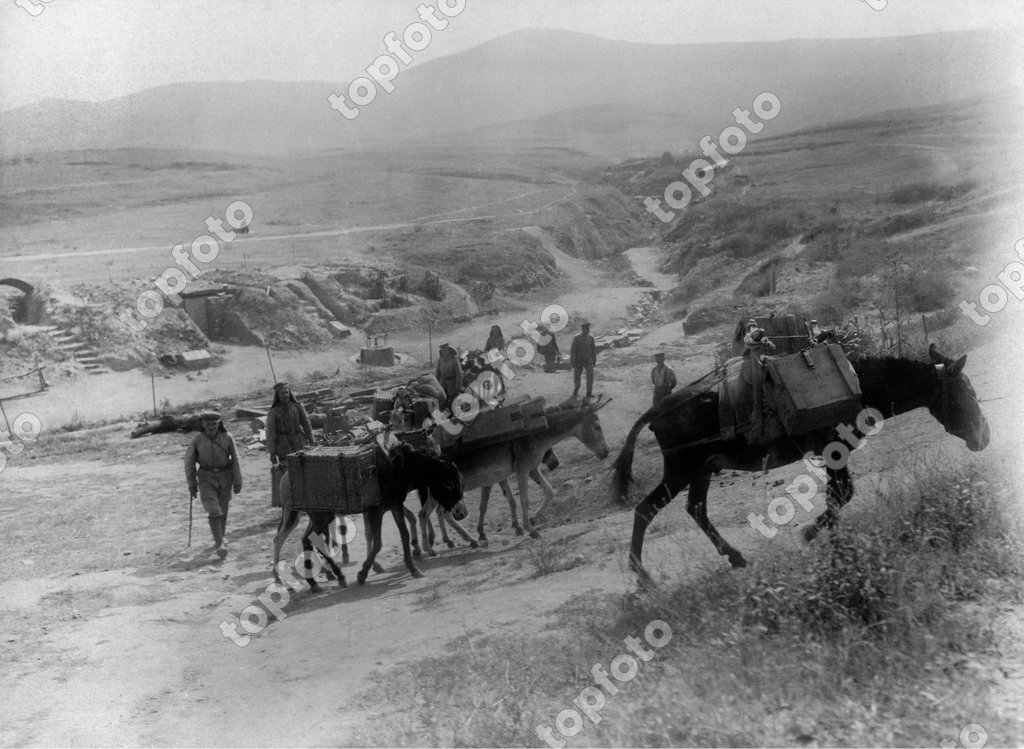 World War I, Macedonia: donkeys are used to carry food in a mountaneous ...