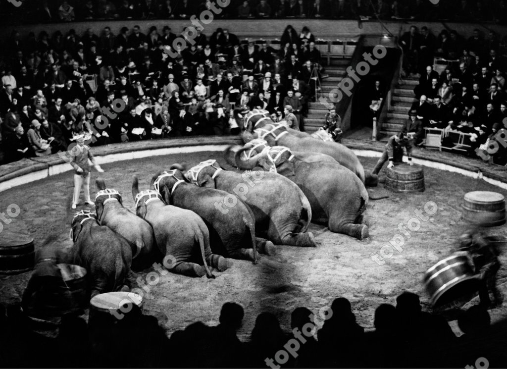 Germany, elephant dressage: elephant trainer with his trained elephants ...