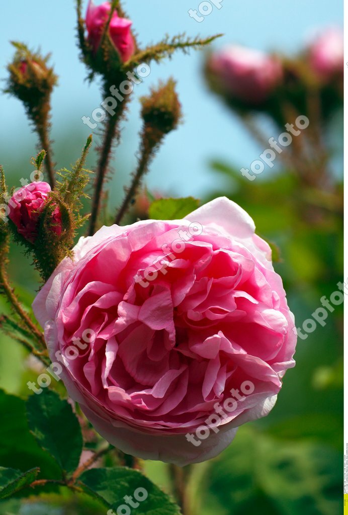 Rose, Zentifolie, Centifolia-Rose, Moosrose, Duftrose, (Rosa centifolia  muscosa) - 18.06.2008 <english> Rosa (Rosa centifolia muscosa) - 18.06.2008  </english> - TopFoto