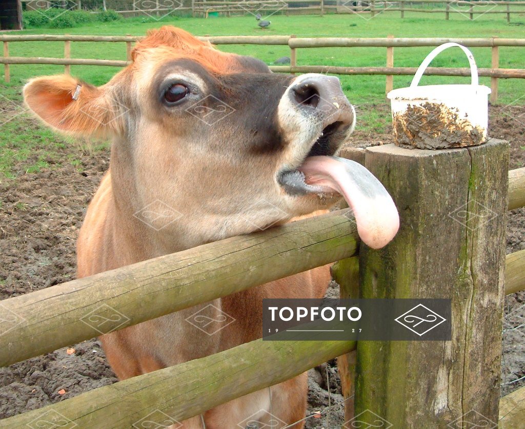 This fence needs a lick of paint ! Jersey cow with long tongue - licking  fence. - Topfoto Image Archive