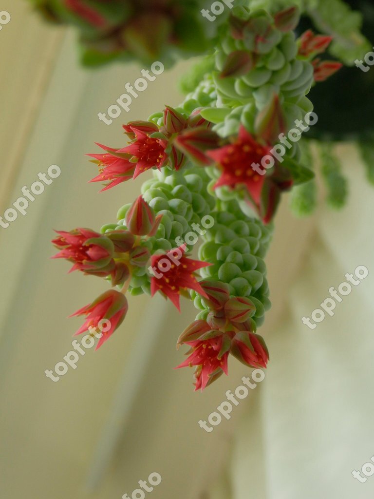 Pink Flowering Burro S Tail Sedum Morganianum Topfoto